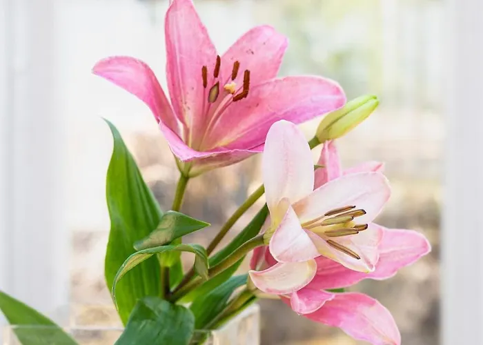 Lovely Pulla * Ροβανιέμι